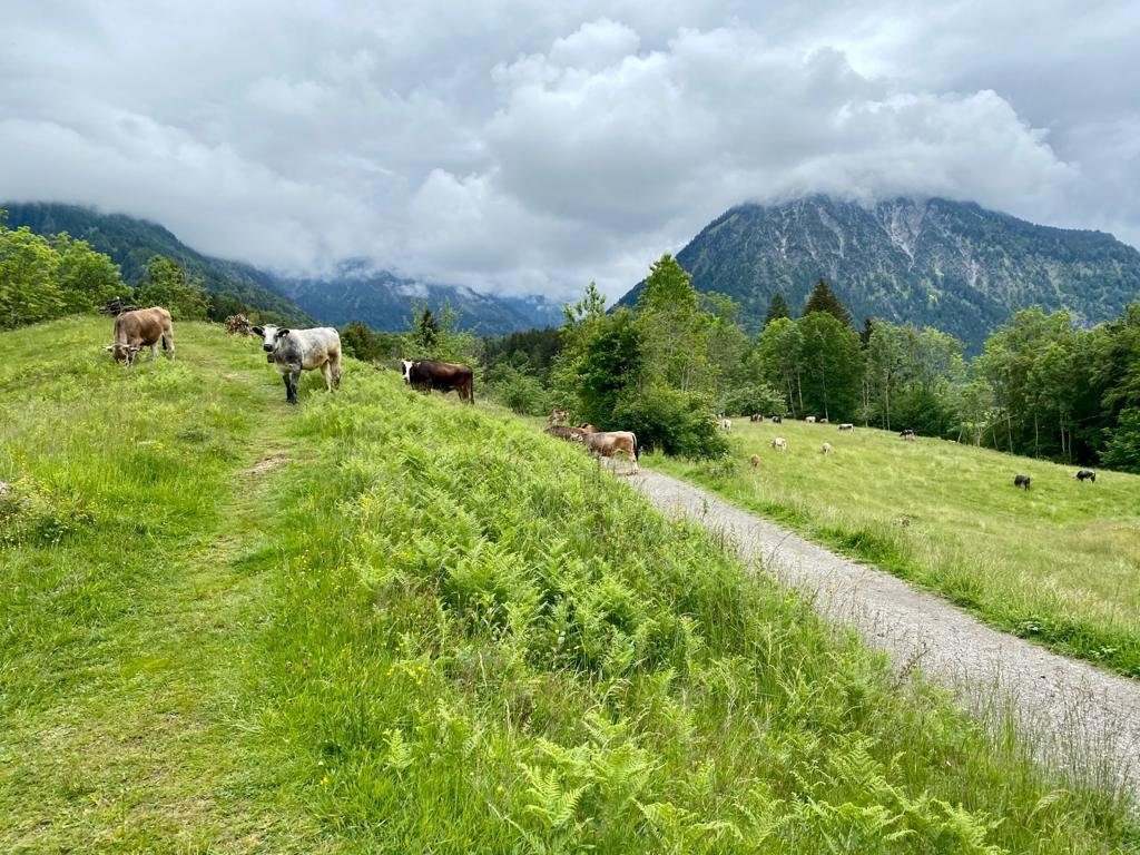 Allgäuer brown and spotted cattle on a meadow along a mountain path, cloud-veiled peaks above Oberstdorf in the background
