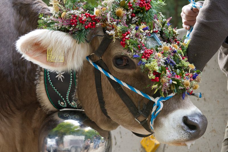 Festively garlanded lead cow (Kranzkuh) at the Viehscheid cattle drive in the Allgäu